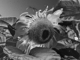 Black Sunflower.jpg